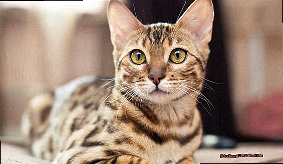 Are Bengal Cats Difficult Pets-3