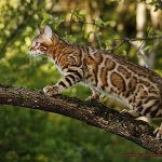 Are Bengal Cats Good For First Time Cat Owners 972c2a5035