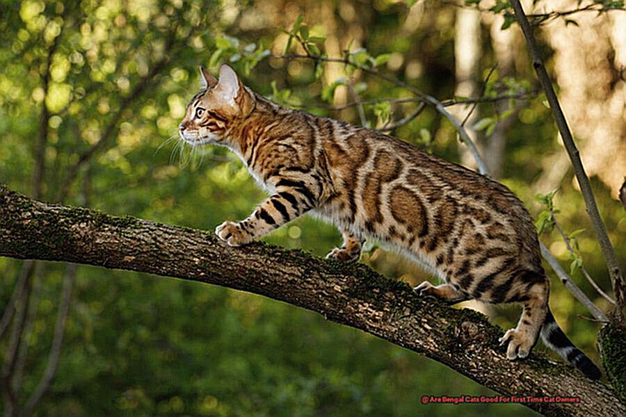 Are Bengal Cats Good For First Time Cat Owners 972c2a5035