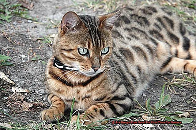 Are Bengal Cats Good For First Time Cat Owners-2