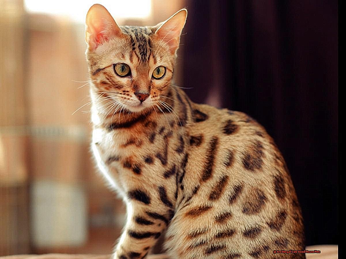 Are Bengal Cats Good House Pets-2