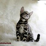 Are Bengal Cats Good House Pets fbf5d536e5