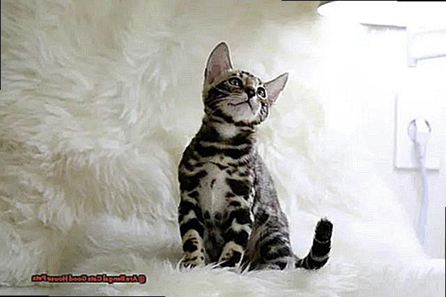 Are Bengal Cats Good House Pets fbf5d536e5