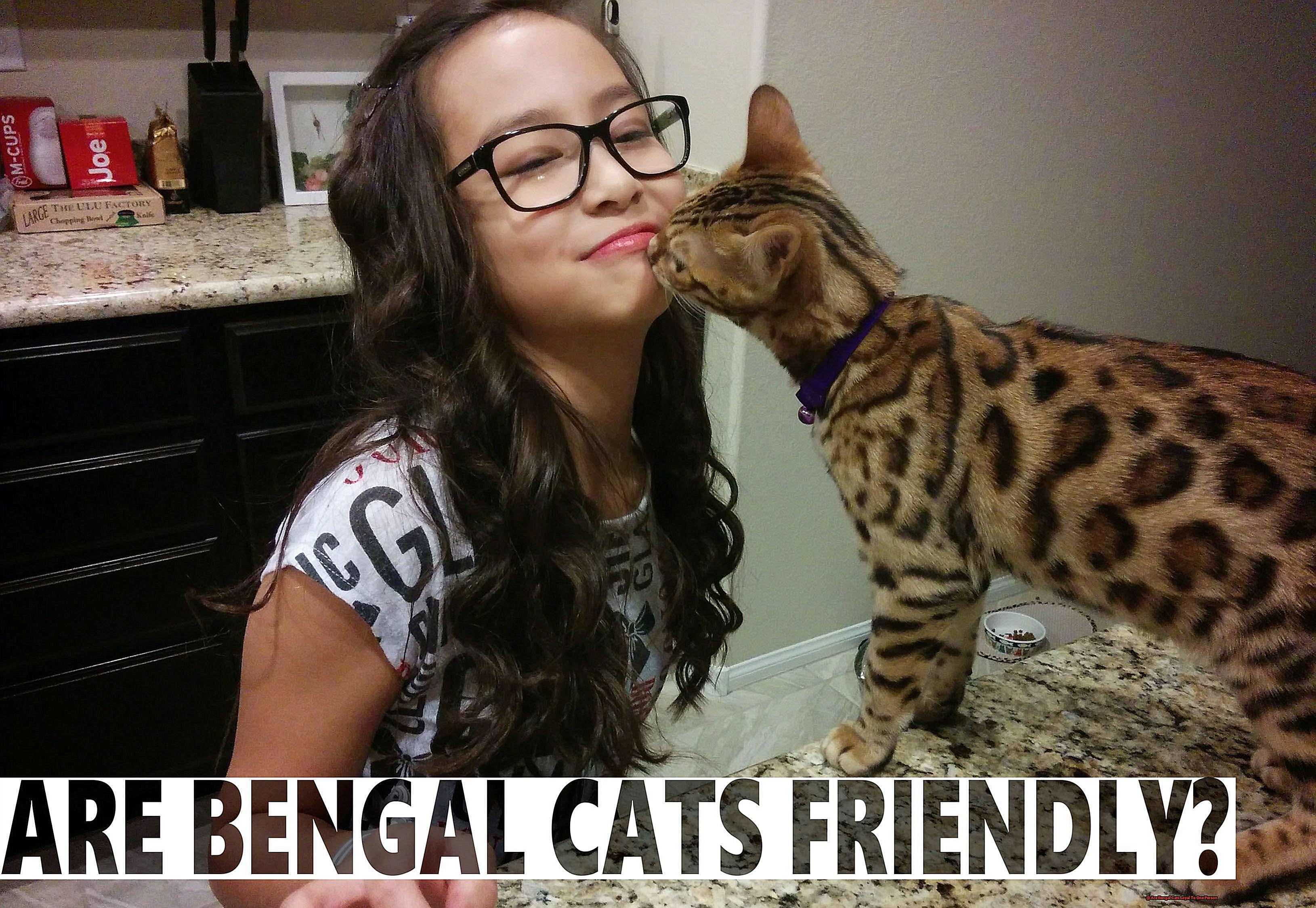 Are Bengal Cats Loyal To One Person-3