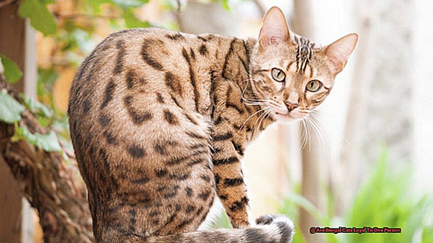 Are Bengal Cats Loyal To One Person-2