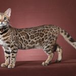 Are Bengal Cats Loyal To One Person 9f1747a5a7