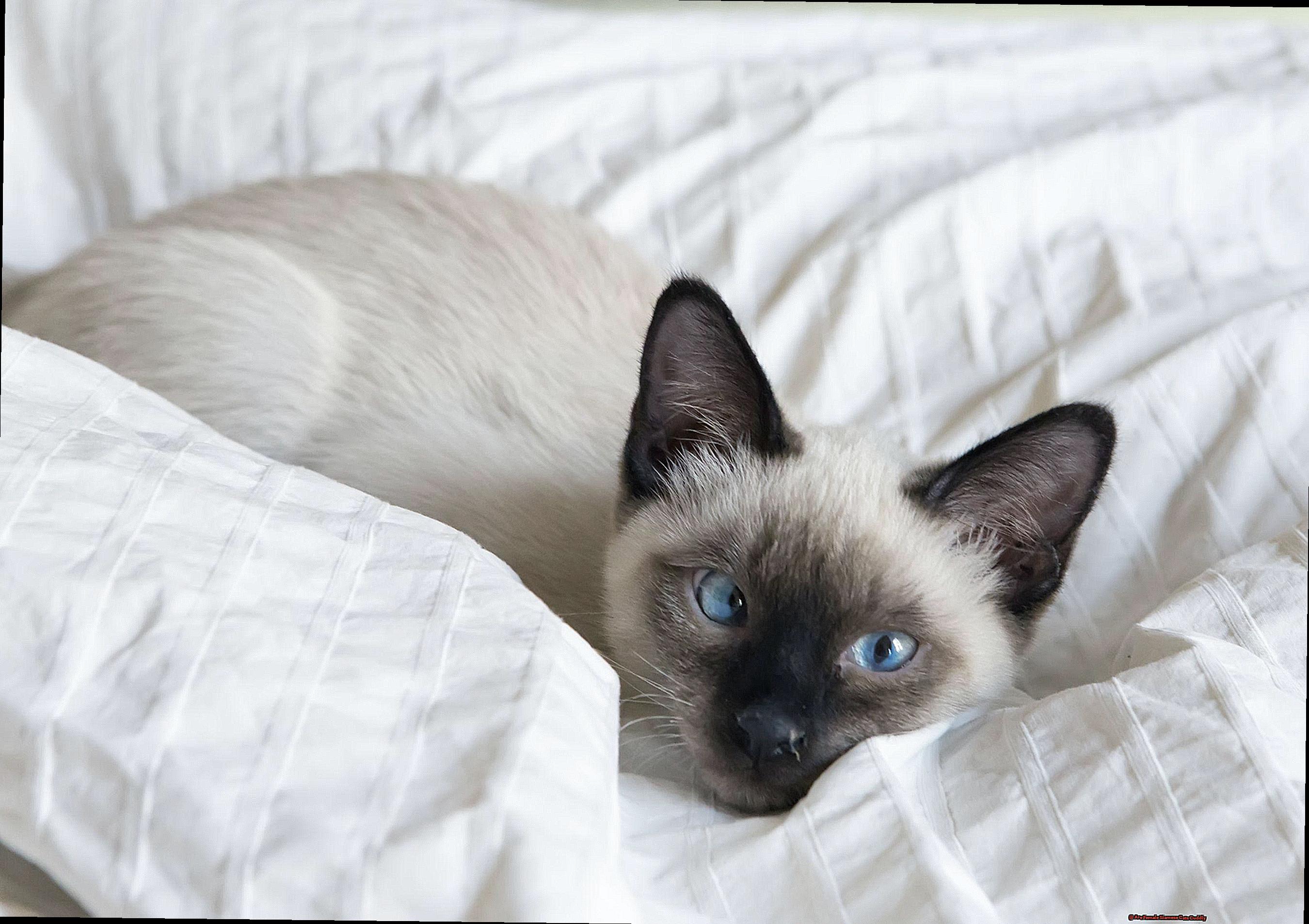 Are Female Siamese Cats Cuddly-2