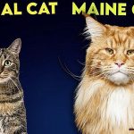 Are Maine Coons Friendlier Than Other Cats 858fb5916e