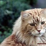 Are Maine Coons Safe Pets 4b3a455815