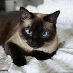 Are Male Siamese More Affectionate 32abeed39a