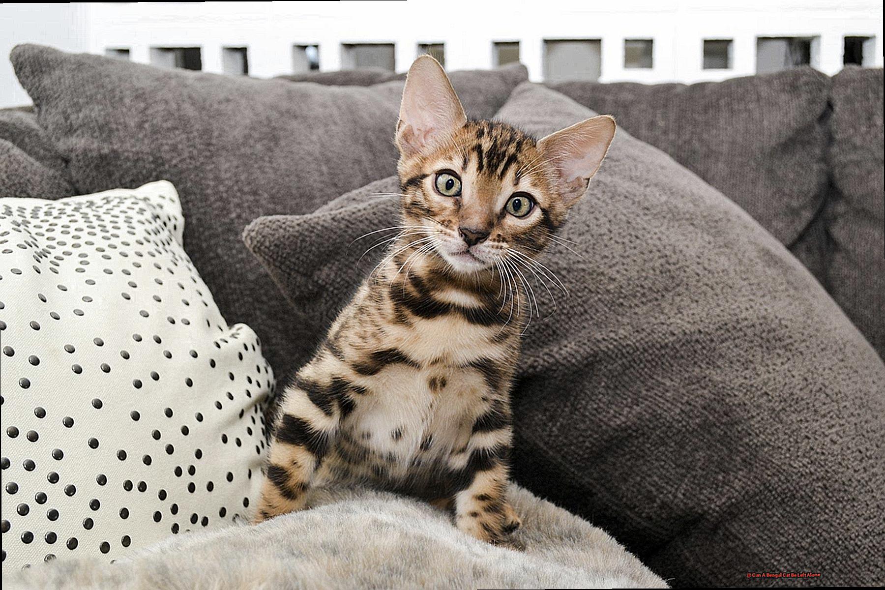Can A Bengal Cat Be Left Alone-2