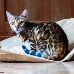 Can A Bengal Cat Be Left Alone c00213e3ac