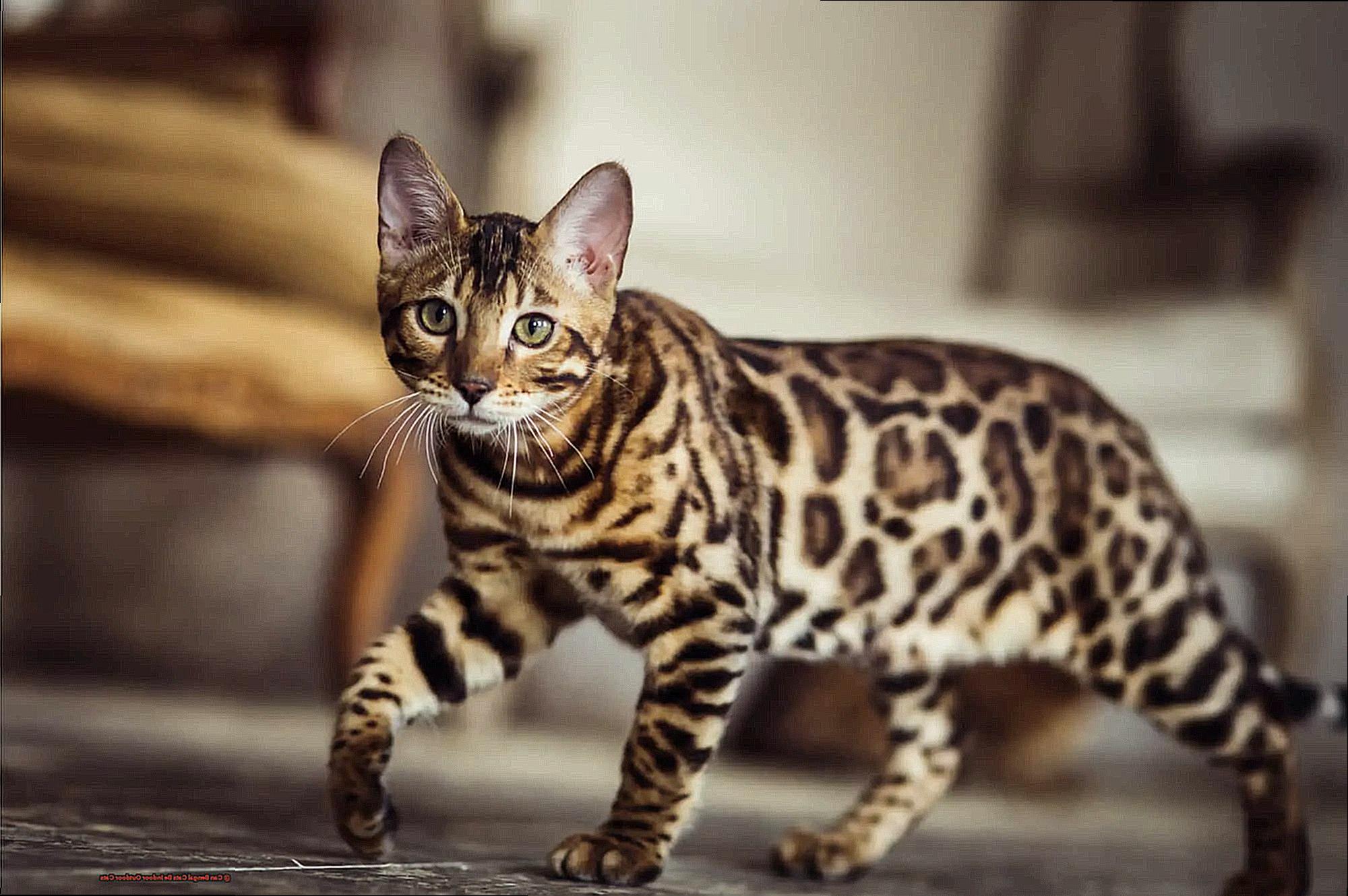 Can Bengal Cats Be Indoor Outdoor Cats-2