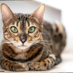 Can Bengal Cats Be Indoor Outdoor Cats 73933aee04