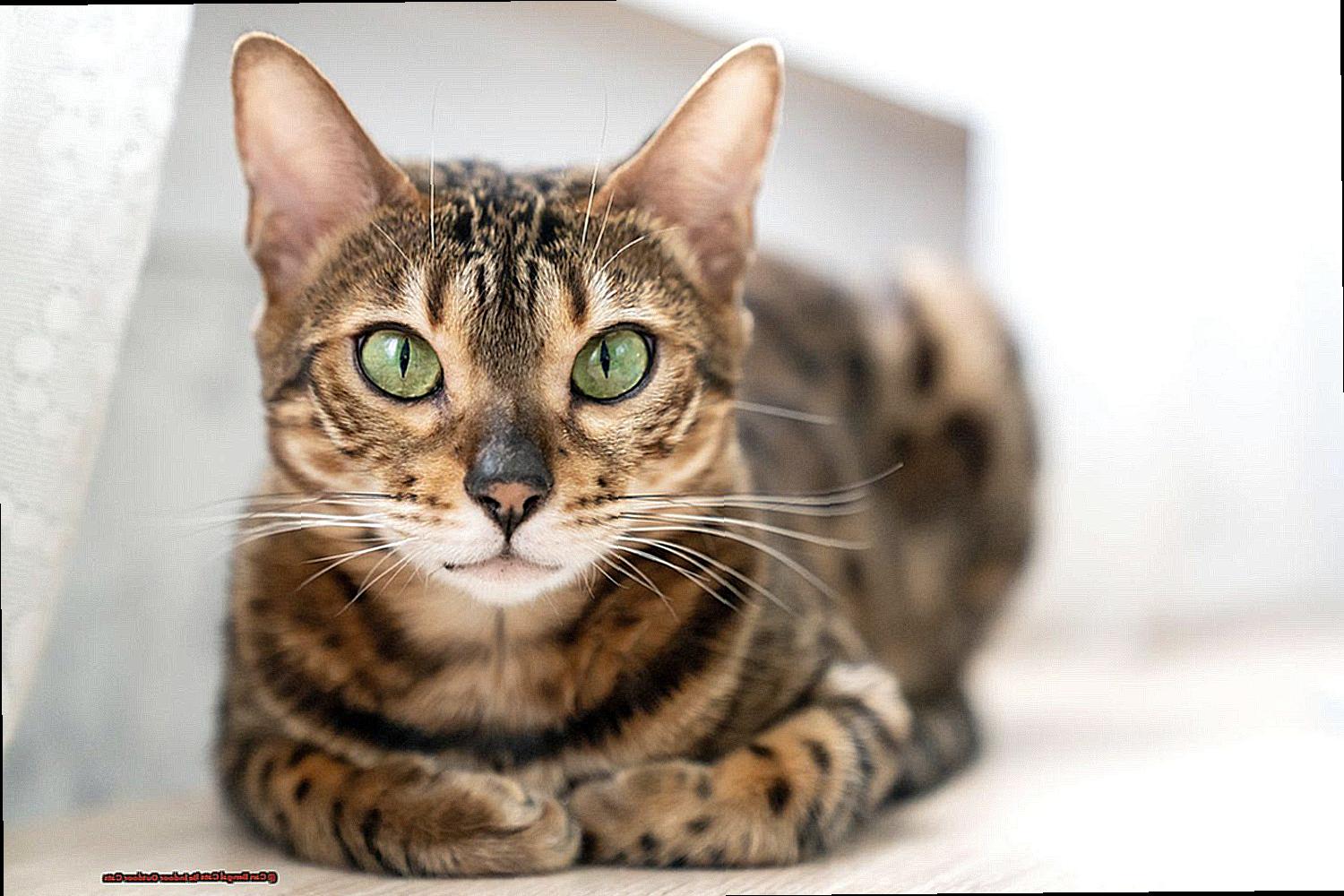 Can Bengal Cats Be Indoor Outdoor Cats 73933aee04