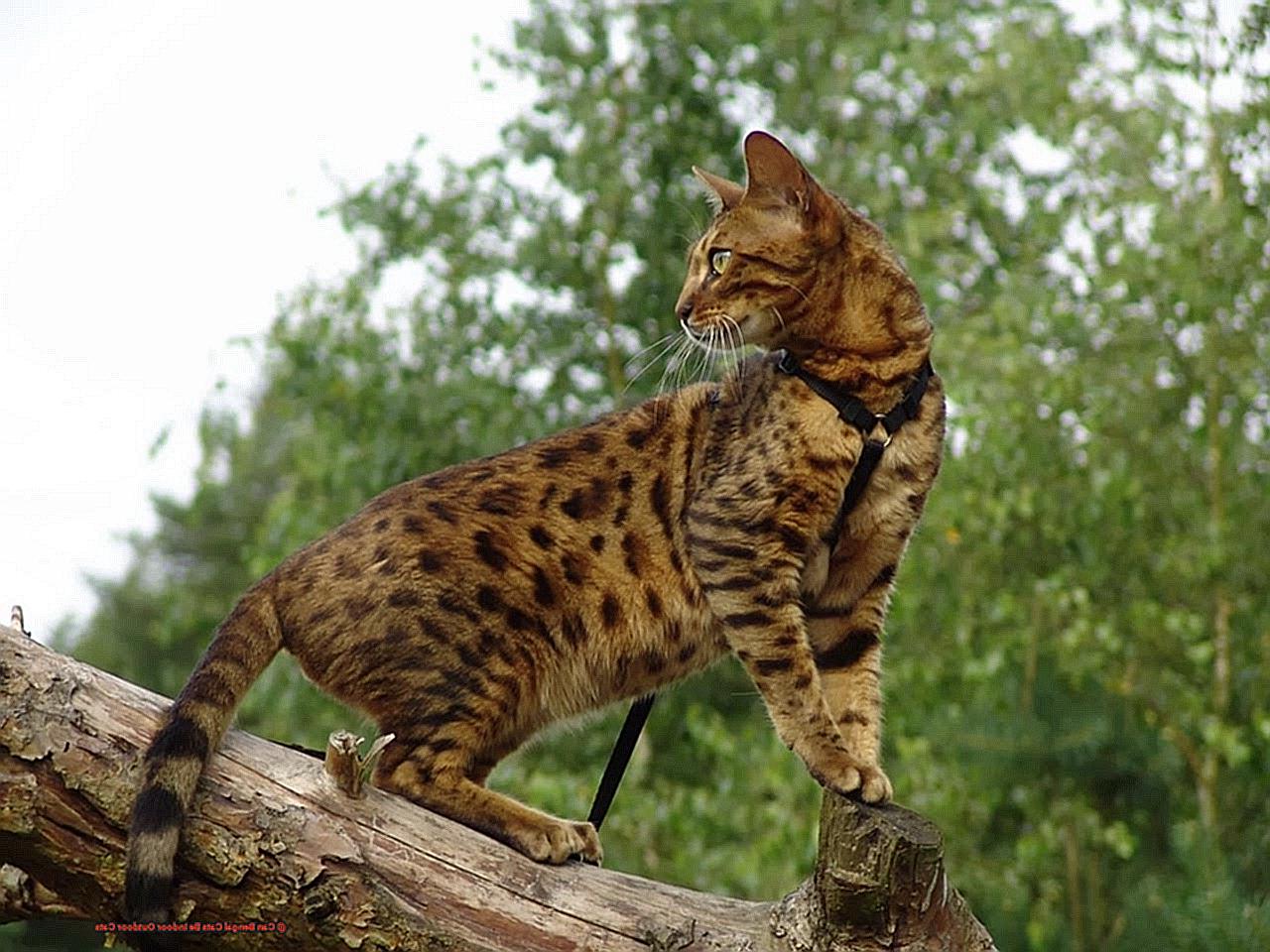 Can Bengal Cats Be Indoor Outdoor Cats-3