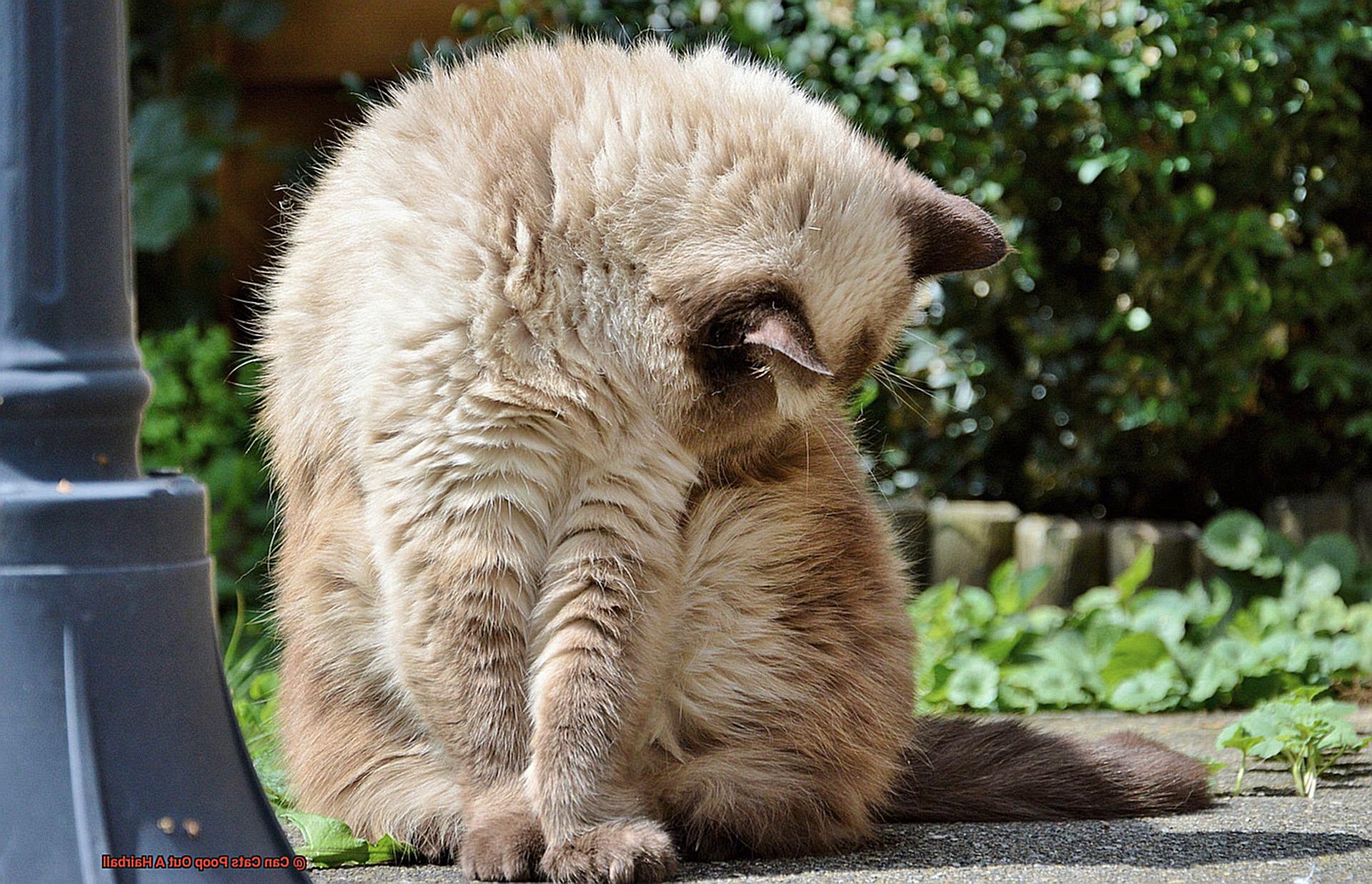 Can Cats Poop Out A Hairball-2