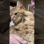 Can You Cuddle With A Maine Coon c39e100f0e