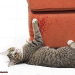 Do Bengal Cats Destroy Furniture 86f8776ebb