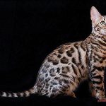 Do Bengal Cats Do Well With Other Cats 421e26a1d3