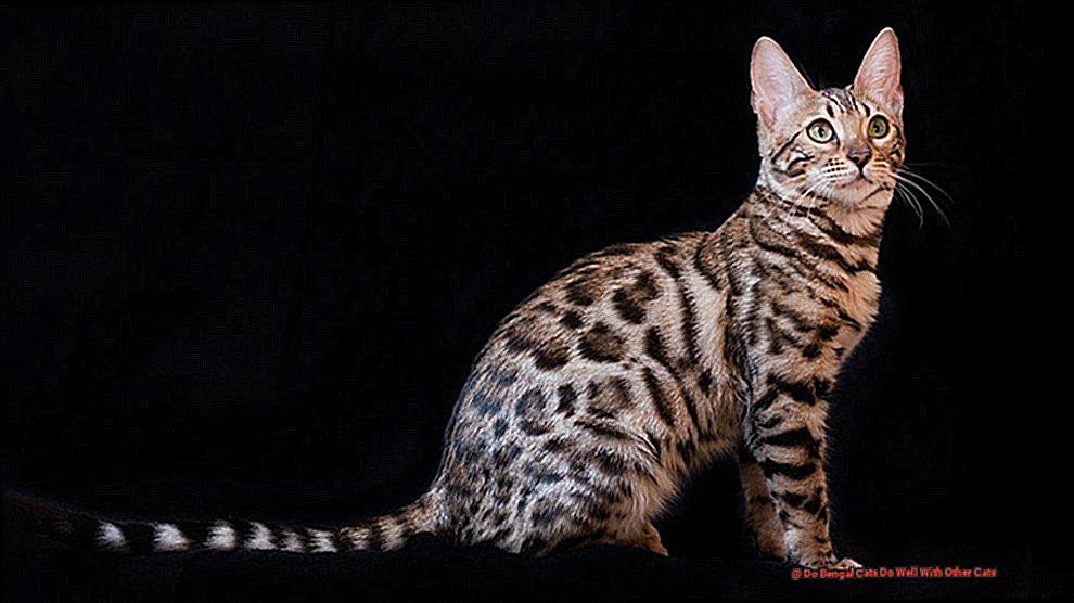 Do Bengal Cats Do Well With Other Cats 421e26a1d3