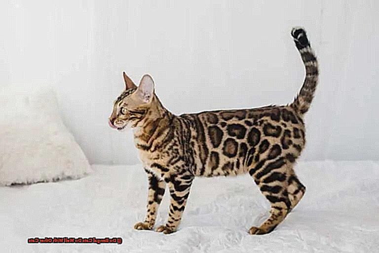 Do Bengal Cats Do Well With Other Cats-2