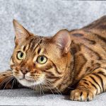 Do Bengal Cats Hate Being Picked Up 74a03fdb35
