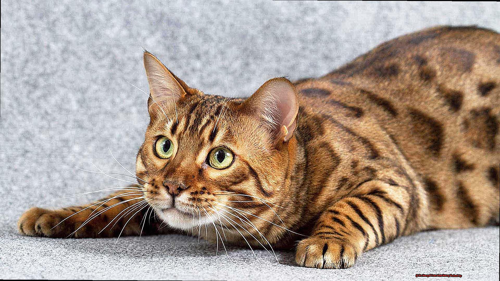 Do Bengal Cats Hate Being Picked Up 74a03fdb35