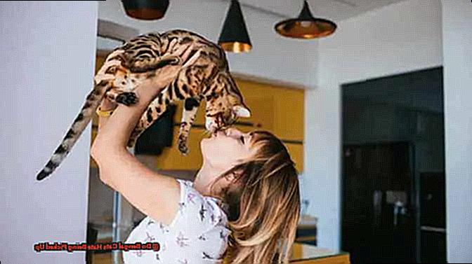 Do Bengal Cats Hate Being Picked Up-3