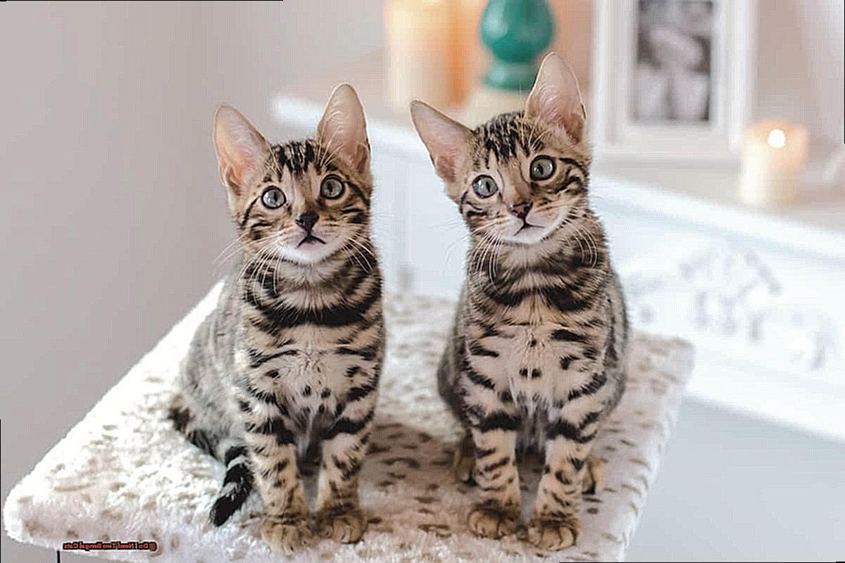 Do I Need Two Bengal Cats b4bafe8ab2