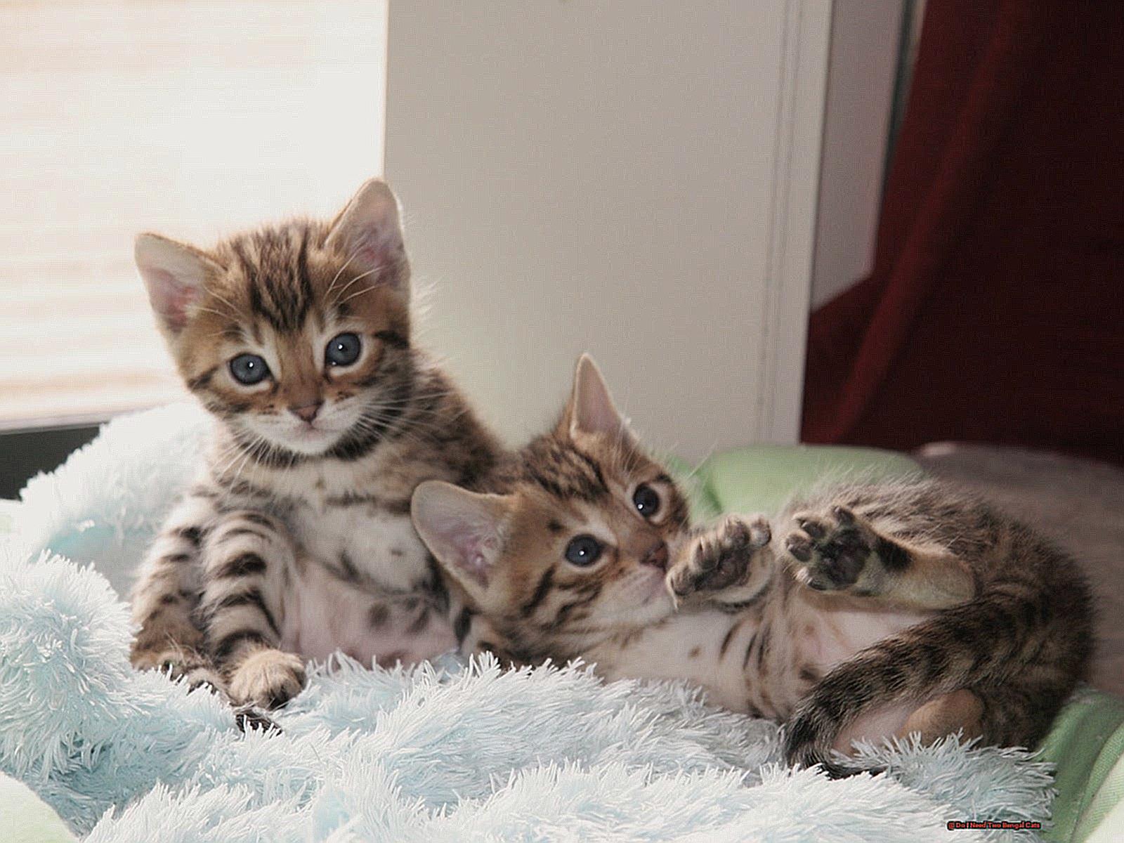 Do I Need Two Bengal Cats-2