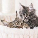 Do Maine Coon Cats Like Cuddles 386461d9ce