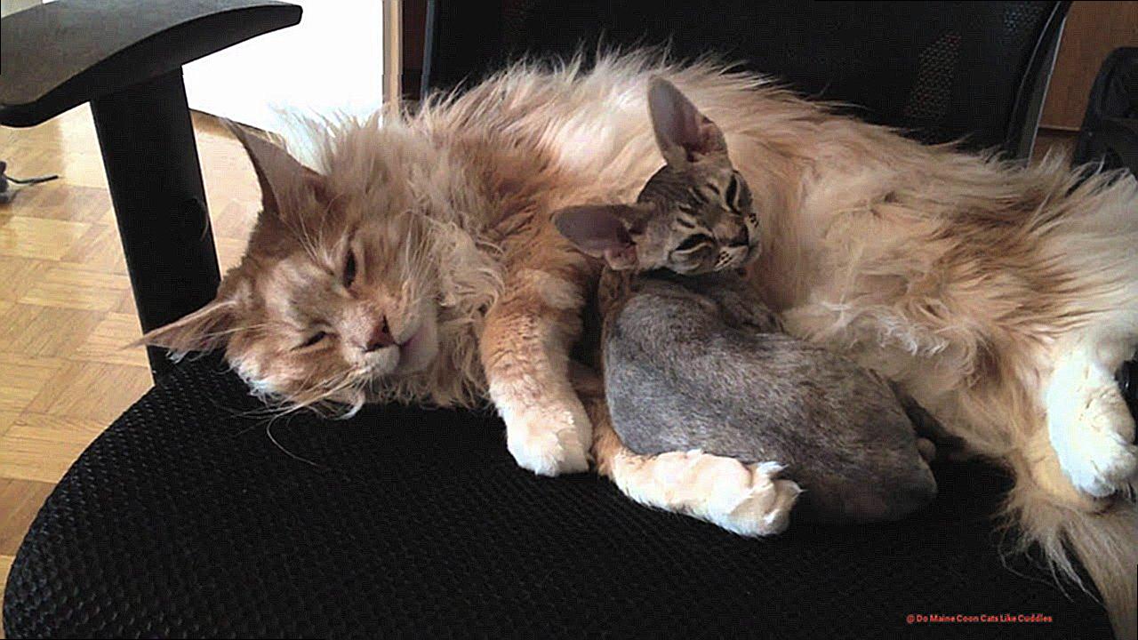 Do Maine Coon Cats Like Cuddles-3