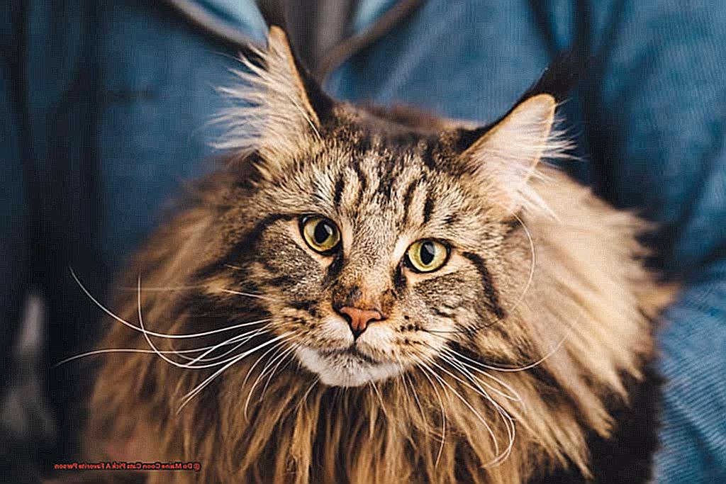 Do Maine Coon Cats Pick A Favorite Person-4