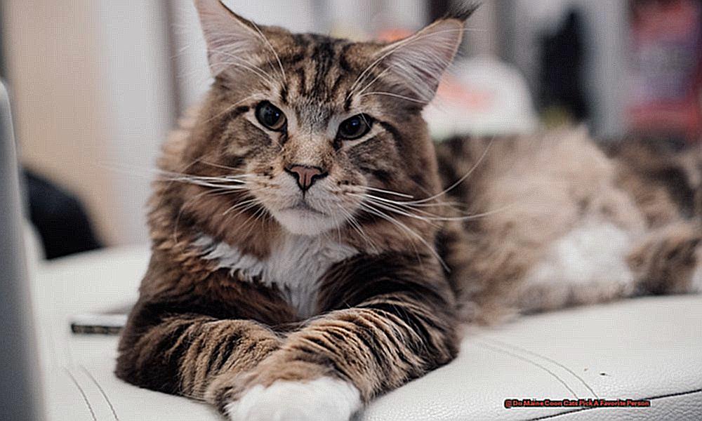 Do Maine Coon Cats Pick A Favorite Person-3