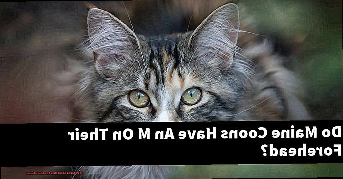 Do Maine Coons Have Attachment Issues 58e1fa635f