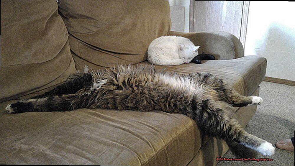 Do Maine Coons Like To Sleep With You-3