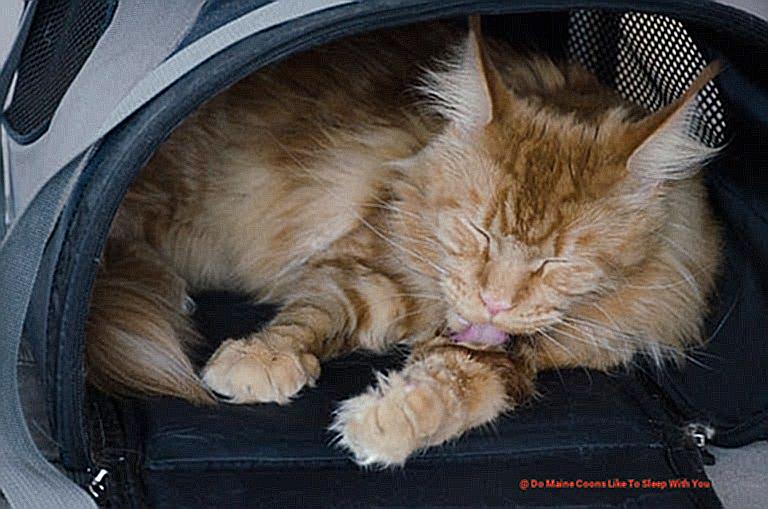 Do Maine Coons Like To Sleep With You e24ece4237