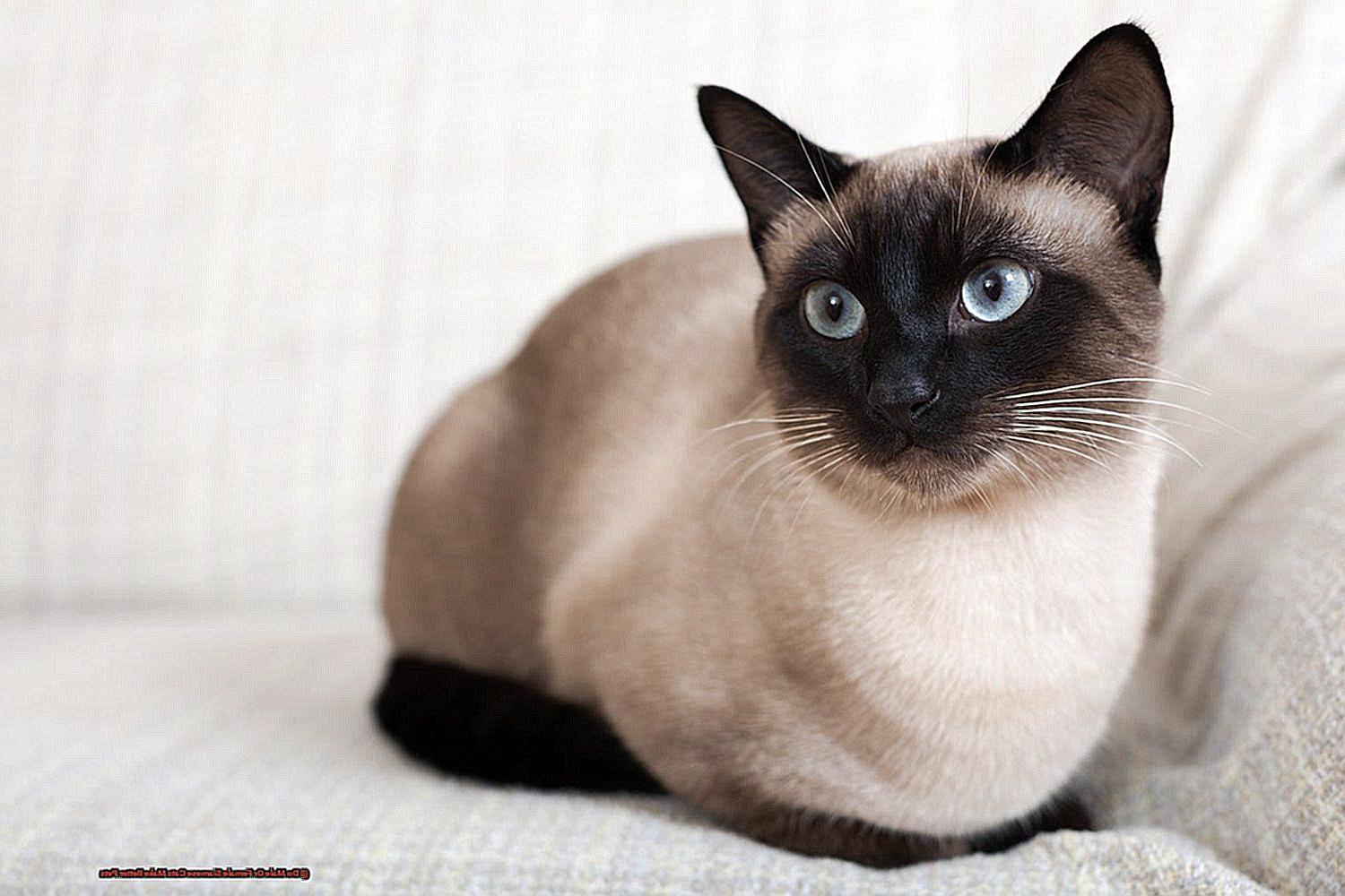 Do Male Or Female Siamese Cats Make Better Pets-4