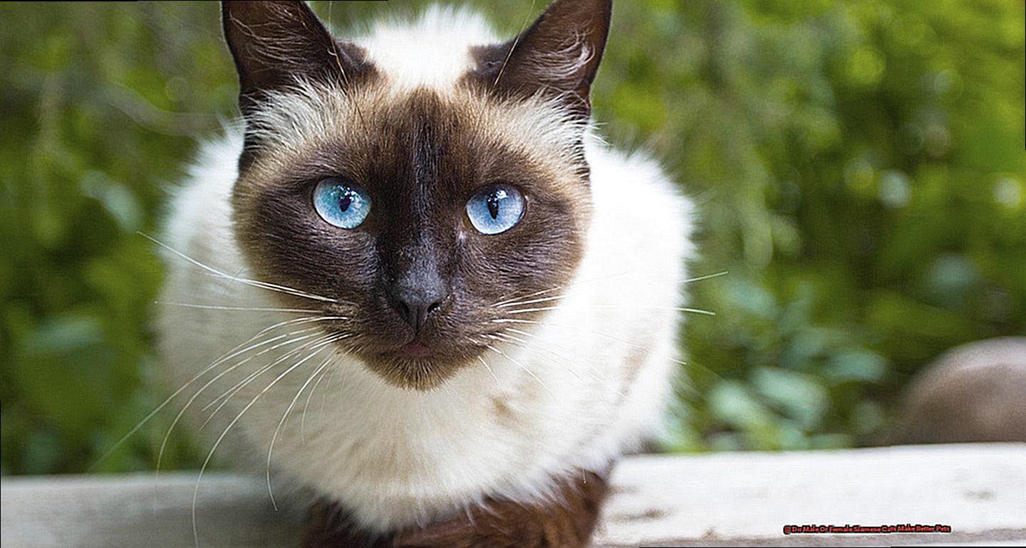 Do Male Or Female Siamese Cats Make Better Pets-3