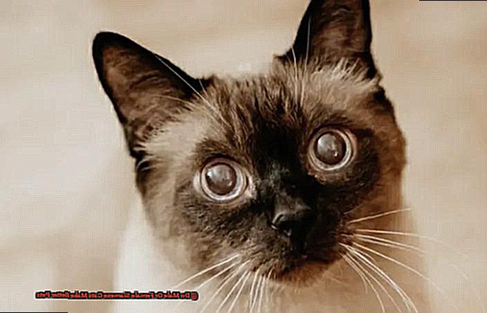 Do Male Or Female Siamese Cats Make Better Pets-2