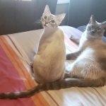 Do Male Or Female Siamese Cats Make Better Pets e720eaab8b