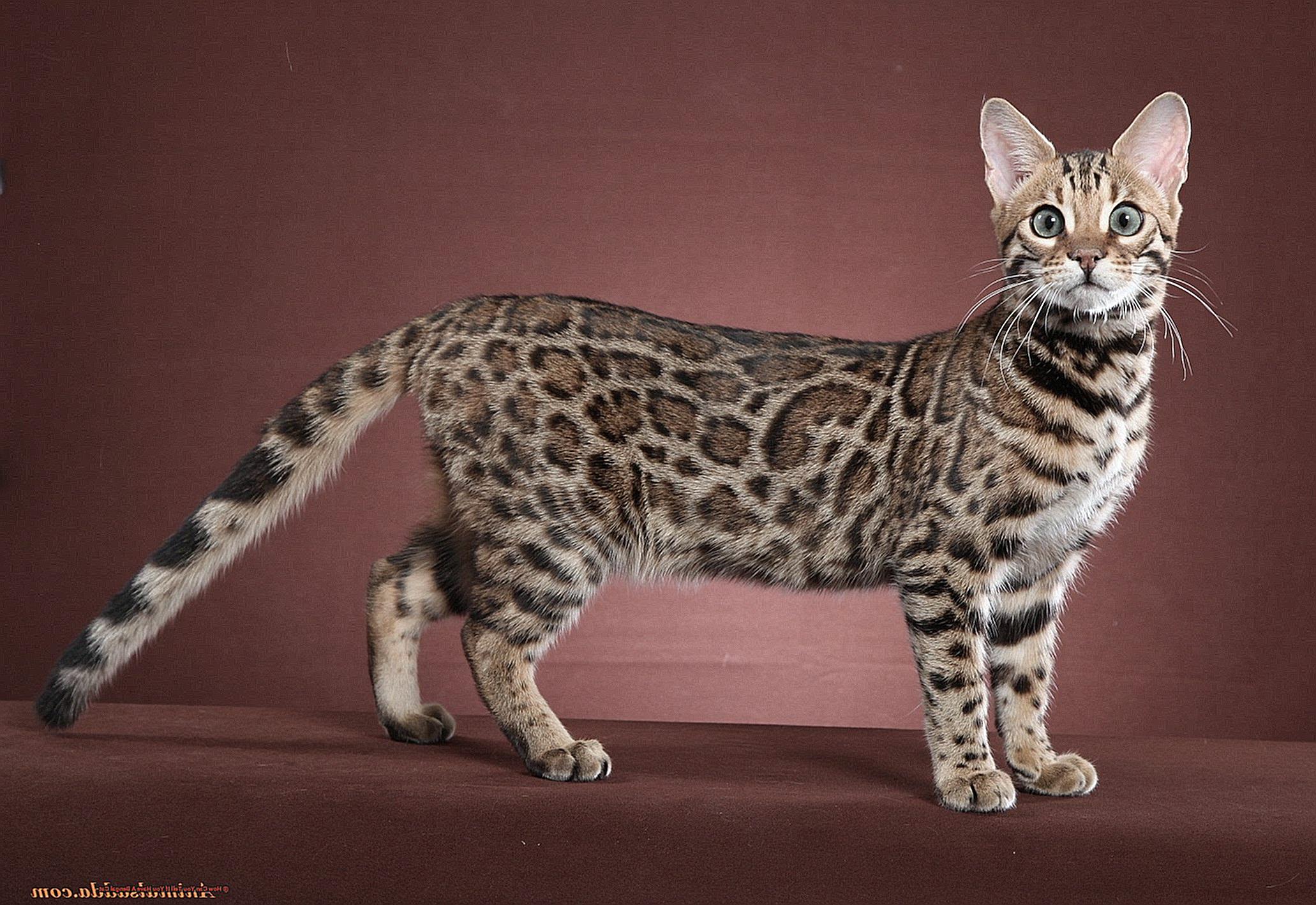 How Can You Tell If You Have A Bengal Cat-2