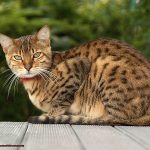How Can You Tell If You Have A Bengal Cat f591af4f67