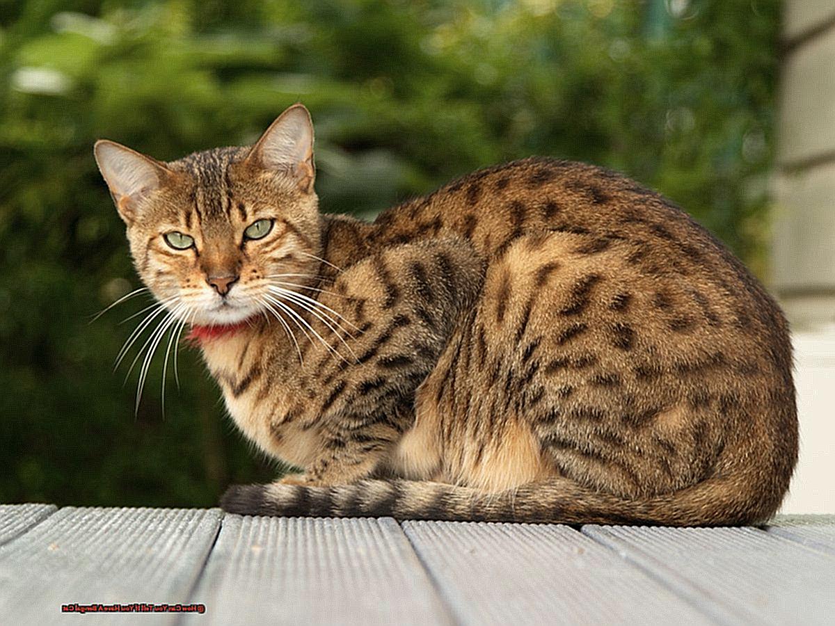 How Can You Tell If You Have A Bengal Cat f591af4f67