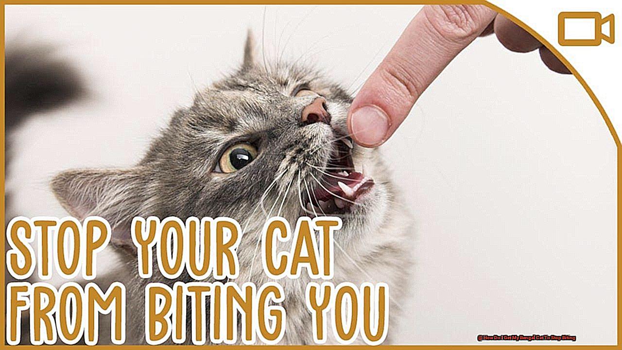 How Do I Get My Bengal Cat To Stop Biting-3