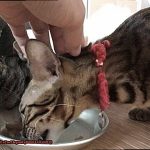 How Do I Get My Bengal Cat To Stop Biting eab5b3a199