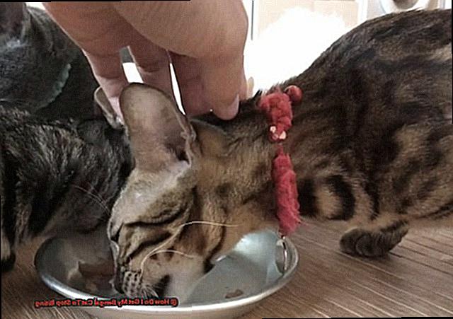 How Do I Get My Bengal Cat To Stop Biting eab5b3a199