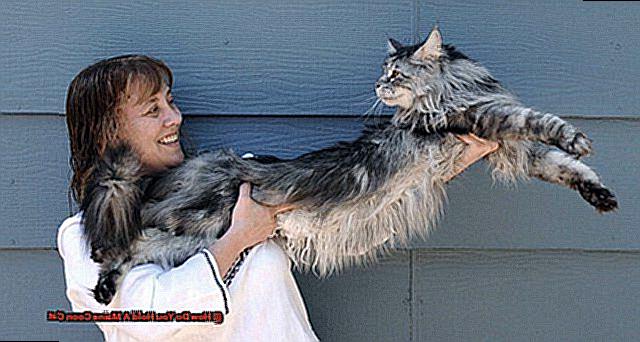 How Do You Hold A Maine Coon Cat-4