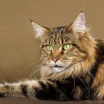 How Do You Hold A Maine Coon Cat 92ede0a832